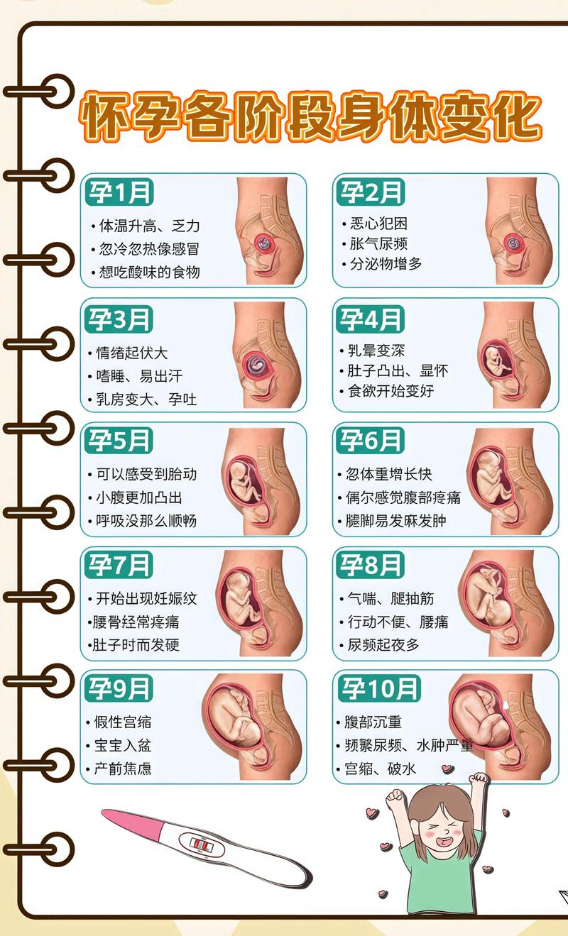 揭秘供卵代孕妈妈怀孕小腹分两节，孕期变化的奥秘绵阳代生机构: